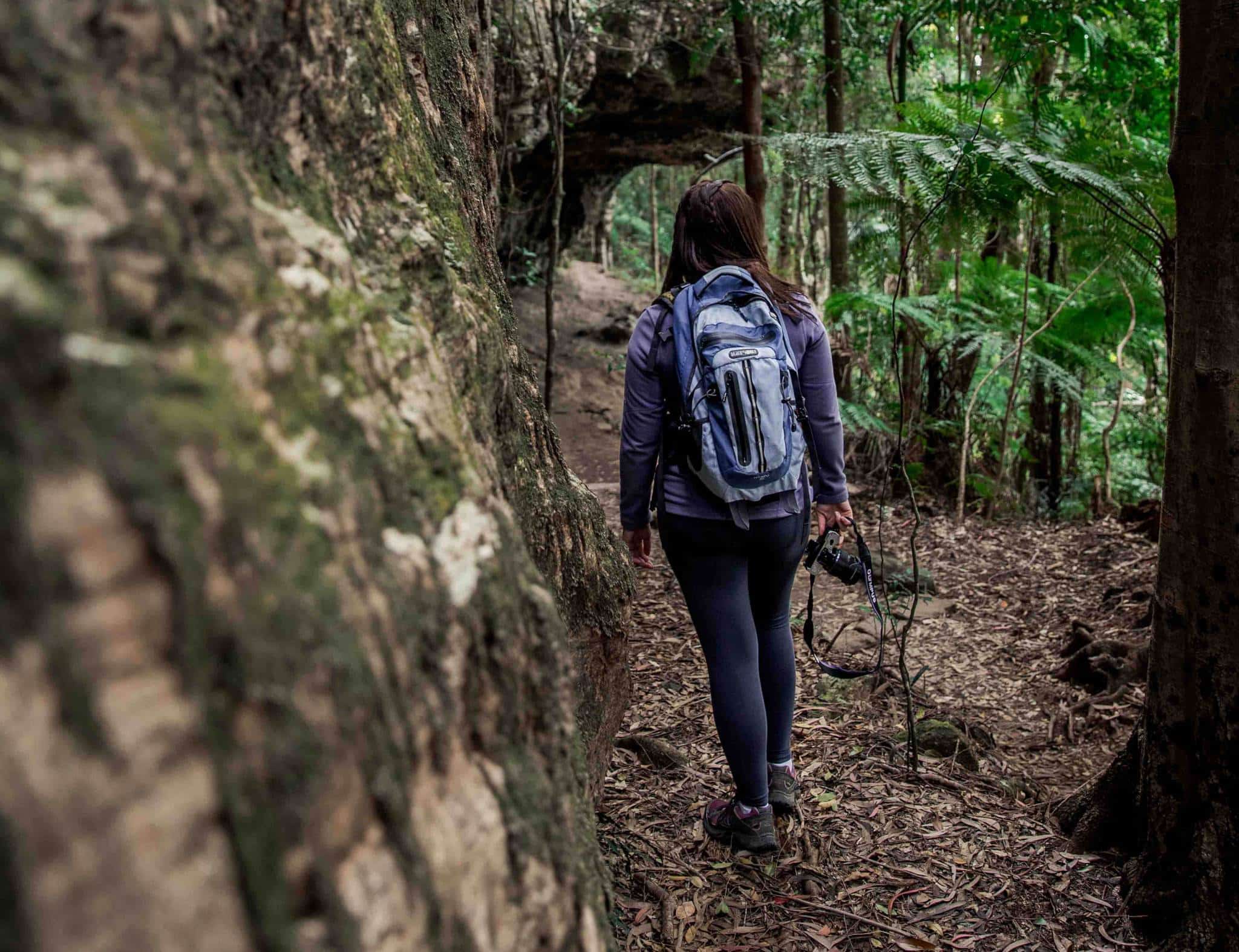 Exploring Springbrook Nationwide Park With Bay Energetic