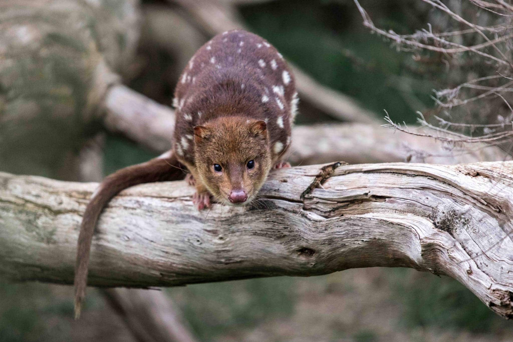 The Unimaginable Conservation Centre Defending Tiger Quolls