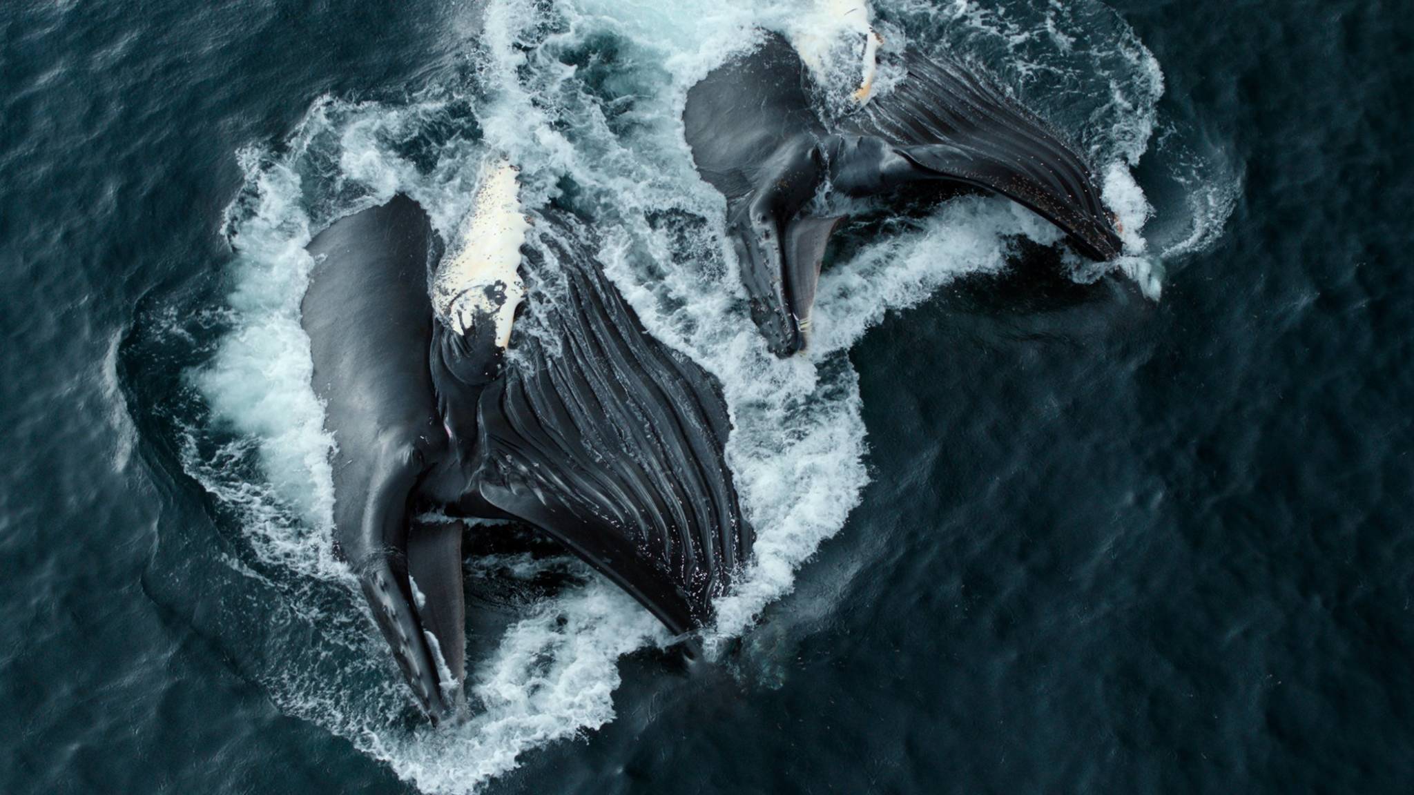 6 Inspiring Nature Documentaries to Watch Whereas You’re at Residence