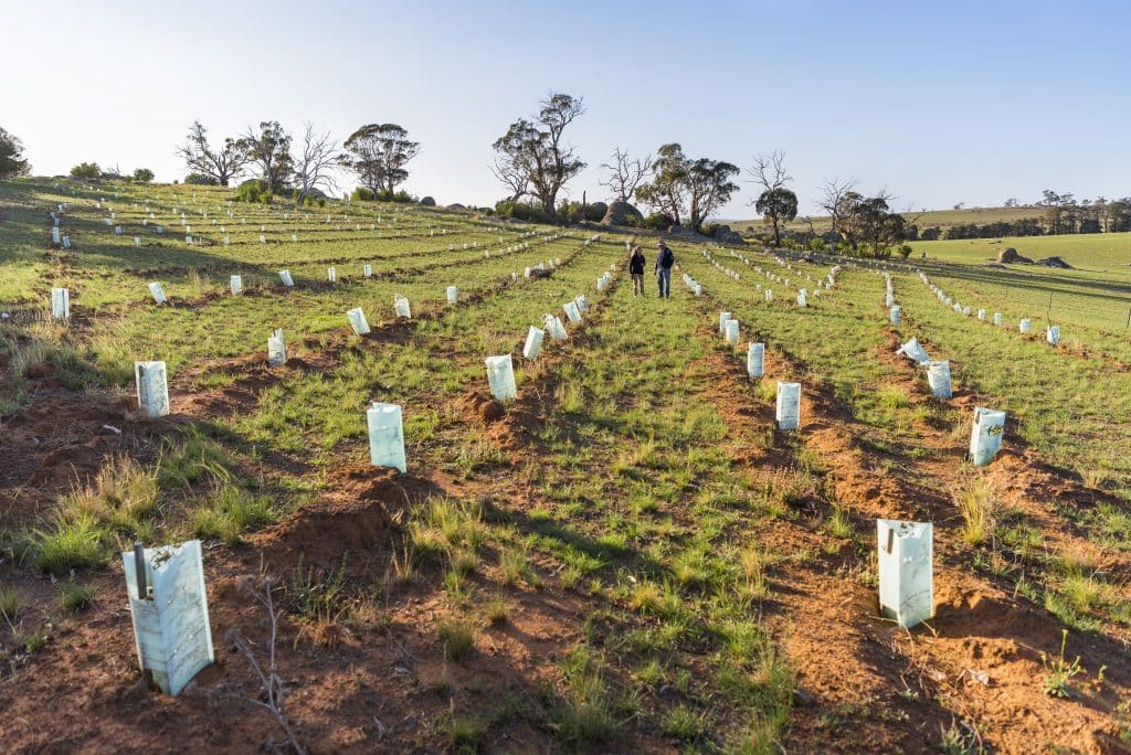 How You Can Help Restore Australia and Plant Bushes with Your Purchases