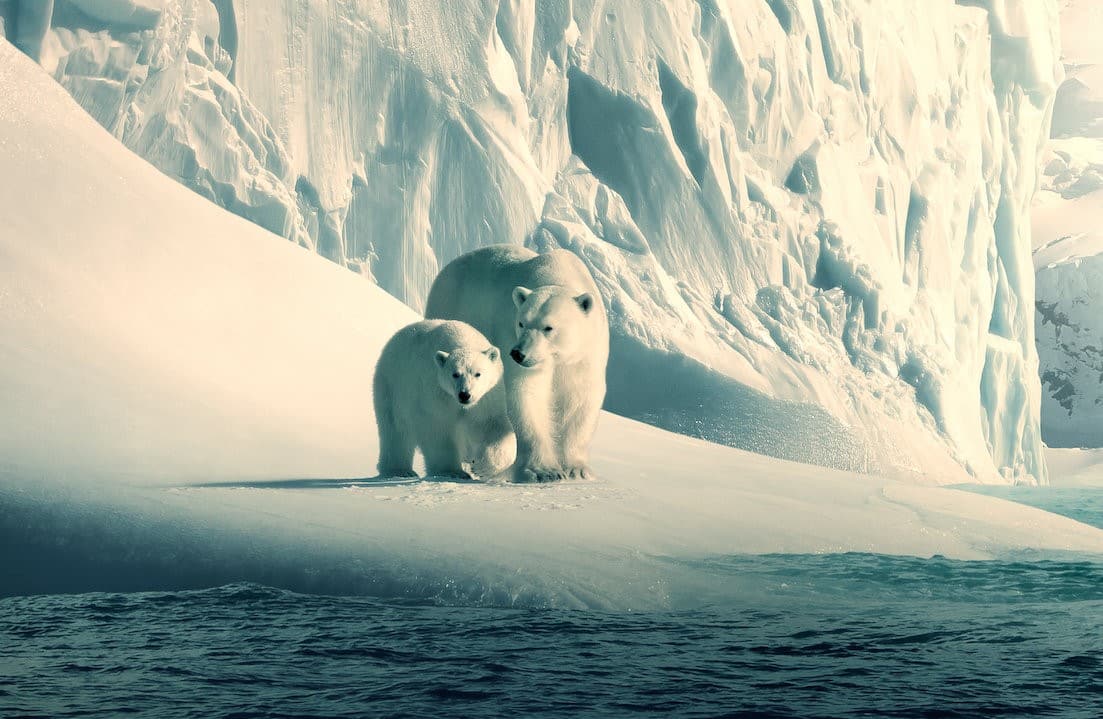 6 Nature Documentaries to Encourage You to Fight for The Planet