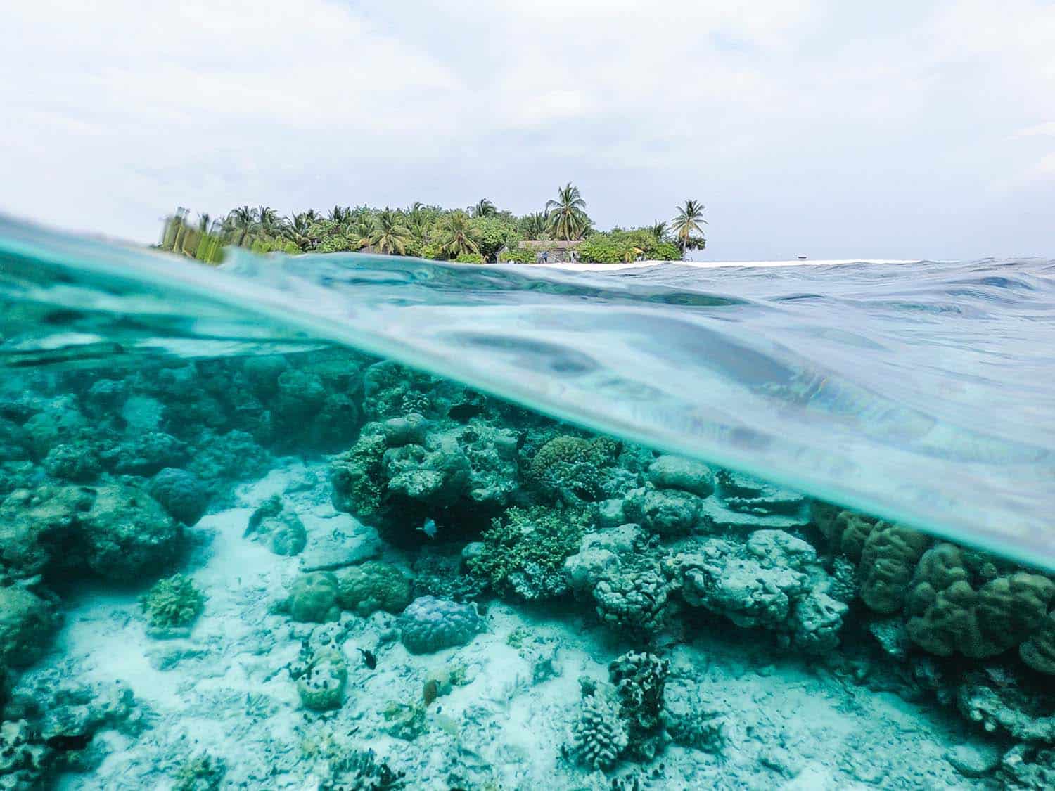 Is Your Sunscreen Hurting Coral Reefs?