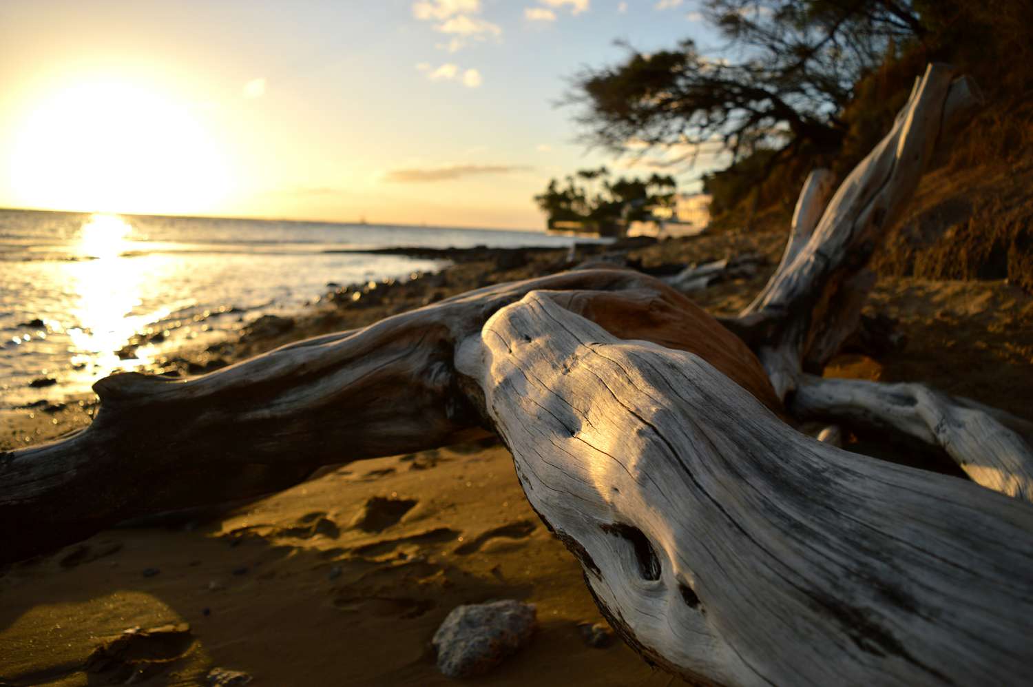 The Beautiful Magnificence and Benefits of Driftwood